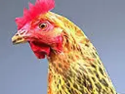 Chicken rigged and animated Low-poly 3D model