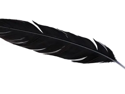 Crow Feather 3D model