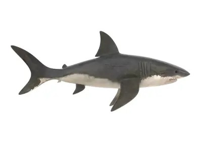 Great White Shark 3D model 4
