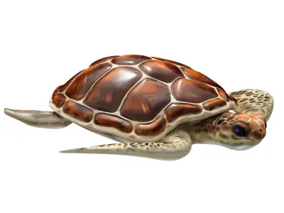 Sea turtle 3D model get