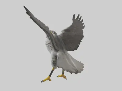 Falcon diving model 3D model
