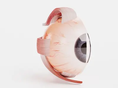 Eye Cross Section 3D model