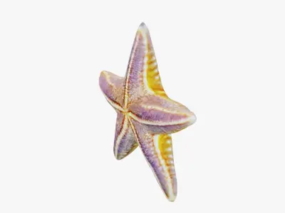 Starfish Free 3D model