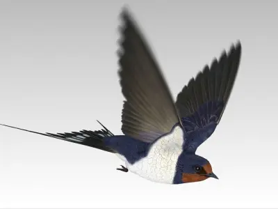 Swallow Bird Low-poly 3D model