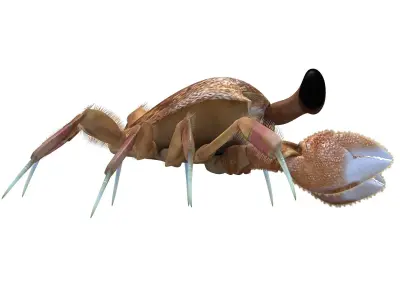 Ocypode stimpsoni Ghost Crab Low-poly 3D model