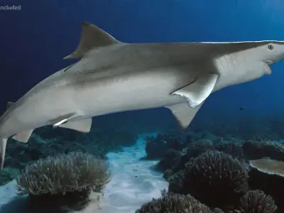  Spadenose Shark Model in Swimming Pose 
