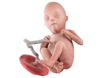 Fetus Week 22 Animated 3D model