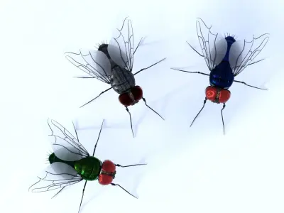 Flies for DAZ 3D model