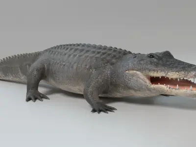Alligator Animated 3D model