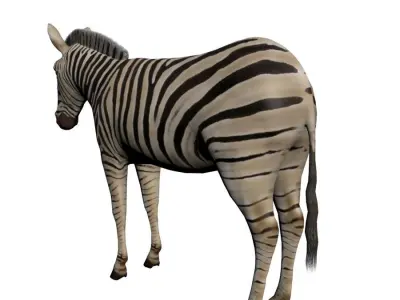 Low poly Zebra 3D model