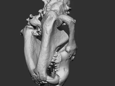 Animal Bones Collection IMM Stl Obj Brush Pack 21 in One Vol 1 3D model