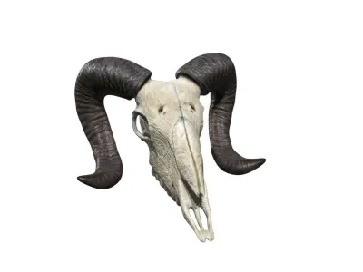 Ram skull Low-poly 3D model