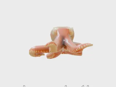 Dumbo Octopus Model with Ear-like Fins and Soft Body Low-poly 3D model