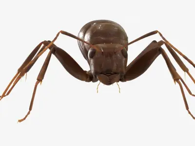 4K Lifelike Ant Low-poly 3D model