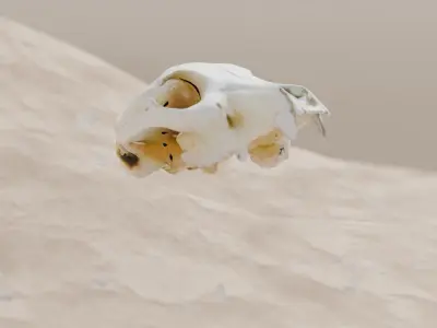 Bear Skull Free 3D model