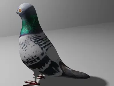 Pigeon Obj and Blend Low-poly 3D model