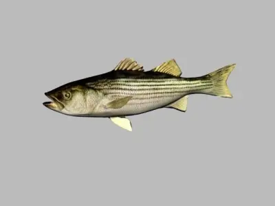 striped bass 3D model