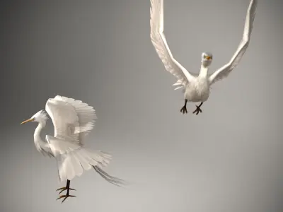 Elegant Stork Model  3D model