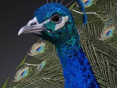 Peacock 3D model get