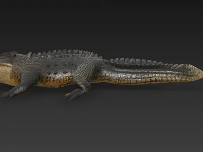 Crocodile 3D Model - Basic 3D model