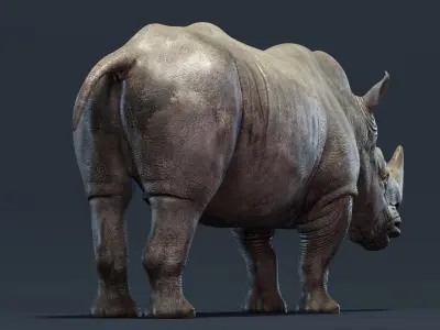 Rhino Rigged 3D model