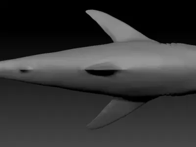 White shark base model Low-poly 3D model