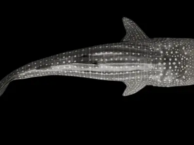 Whale Shark 3D model buy