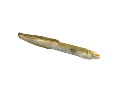 Eel Fish 3D model purchase