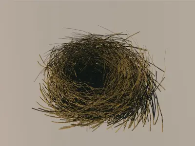 Bird Nest 3D model 4