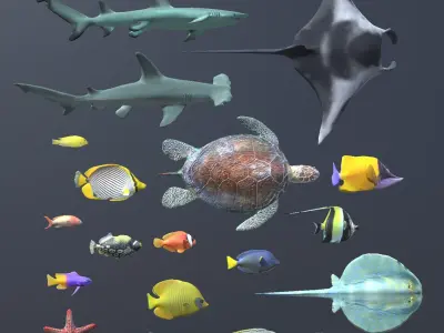 Coral Fish Pack 3D model