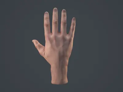 Male Hand  Low-poly 3D model