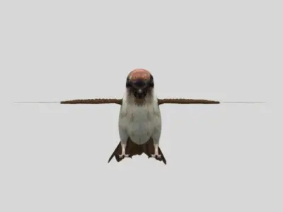 Rig Sparrow Bird  Low-poly 3D model