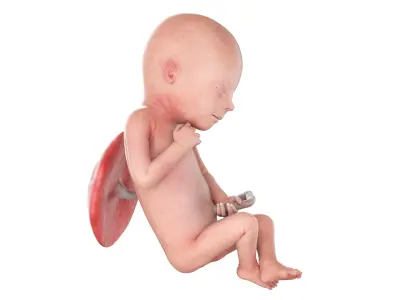 Fetus Anatomy Week 19 Static 3D model