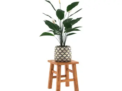 Peace Lily Free low-poly 3D model