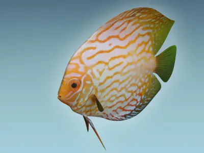Discus Fish 7 3D model