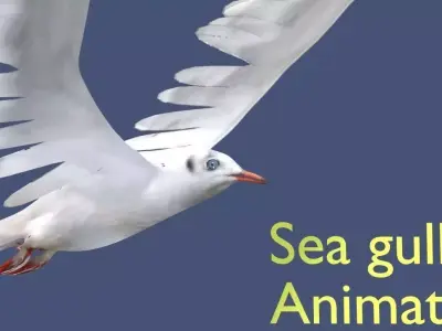 seagull animated 3D model
