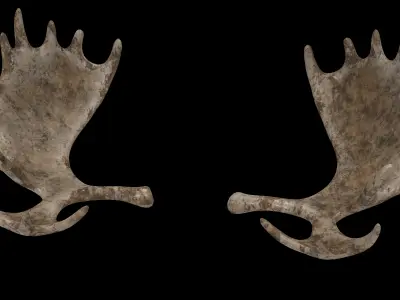 antlers horn 01 3D model