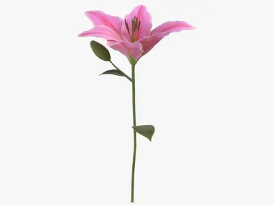 Lilium - Pink 3D model