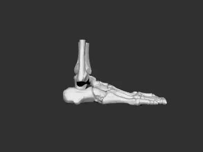 foot human anatomy bones 3D print model