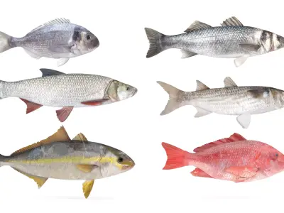 Fish Collection 3D model 2
