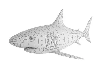 Shark Base Mesh Low-poly 3D model