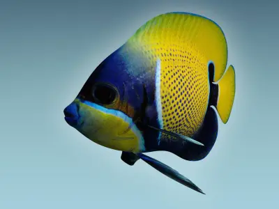 Anglefish 7 butterfly fish 3D model
