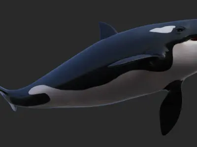 Killer Whale  Rigged 8K Low-poly 3D model