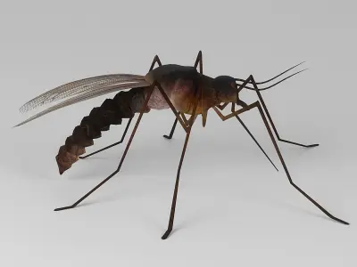 Mosquito 3D model get