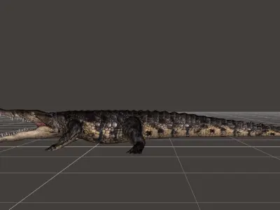 A Crocodile realistic 3d model alligator 3D model