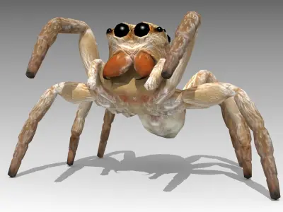 Jumping Spider Low-poly 3D model order