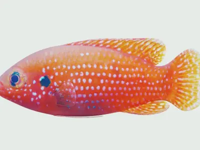 African jewel fish Low-poly 3D model