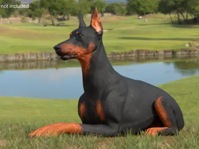 Doberman Pinscher Dog Lying Down 3D model