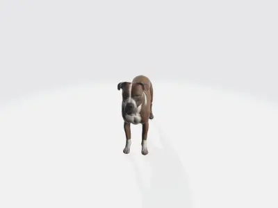 American Staffordshire  Portrait Terrier Pet Animals 3d model 3D model