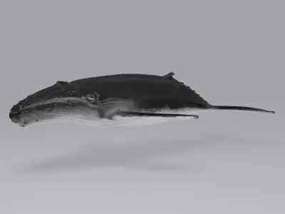 Whale humpback 3D model